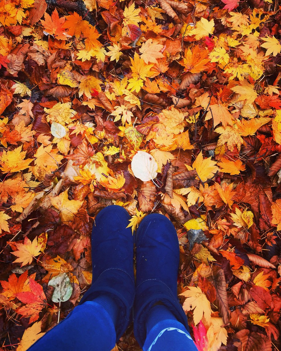 Okei𓇼𓆉 母島観光大使𓇼𓆉 V Twitter 裏磐梯 桧原湖 紅葉のじゅうたん ふかふかだよ