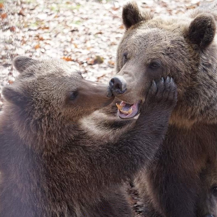 Which love statement can be more beautiful if not that one of a child for his mother? <a href="/LibeartyBears/">Libearty Sanctuary</a>
#libeartybearsanctuary #libearty #sanctuary #bear #bears #love #beautiful #naturephotography #wild #zarnesti #romania