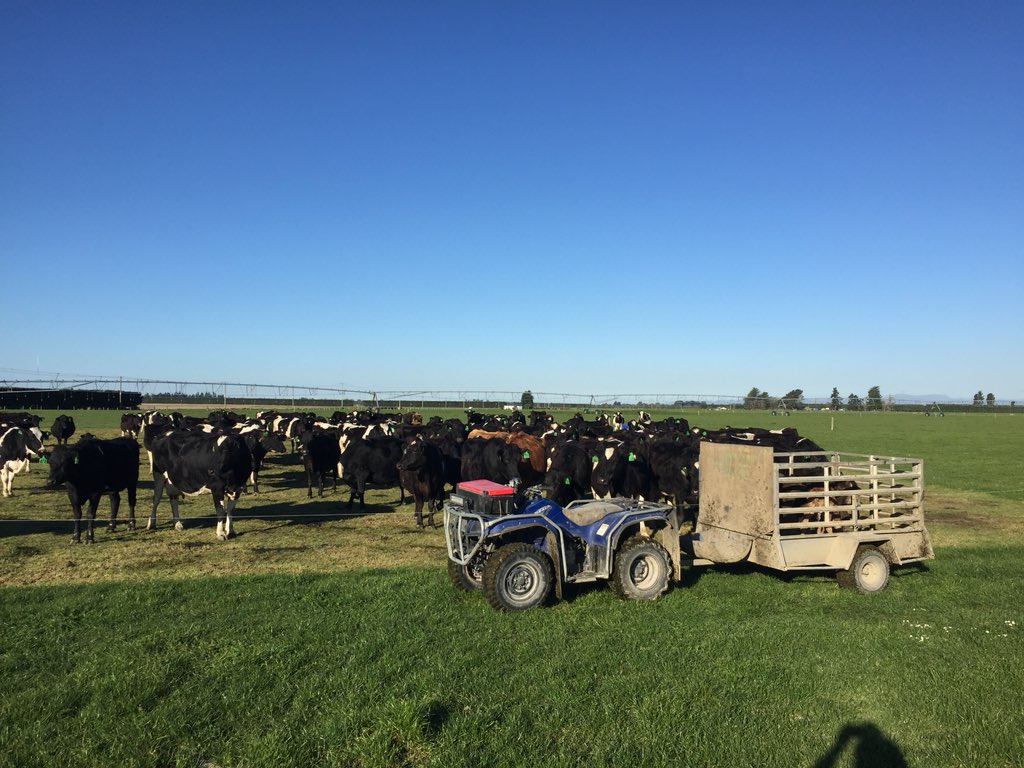 joelgorman1's tweet photo. Thatโs #calving2018 over a week ago, and what an experience it was. Now to get them back in calf. ๐ #Nz https://t.co/zwFoQvbe06