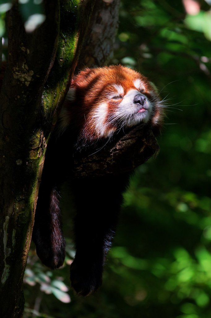 "Napping Red Panda Ailurus Fulgens from San Diego zoo [2666x4000]" via #Animal Porn Subreddit - Courtesy of sanu29