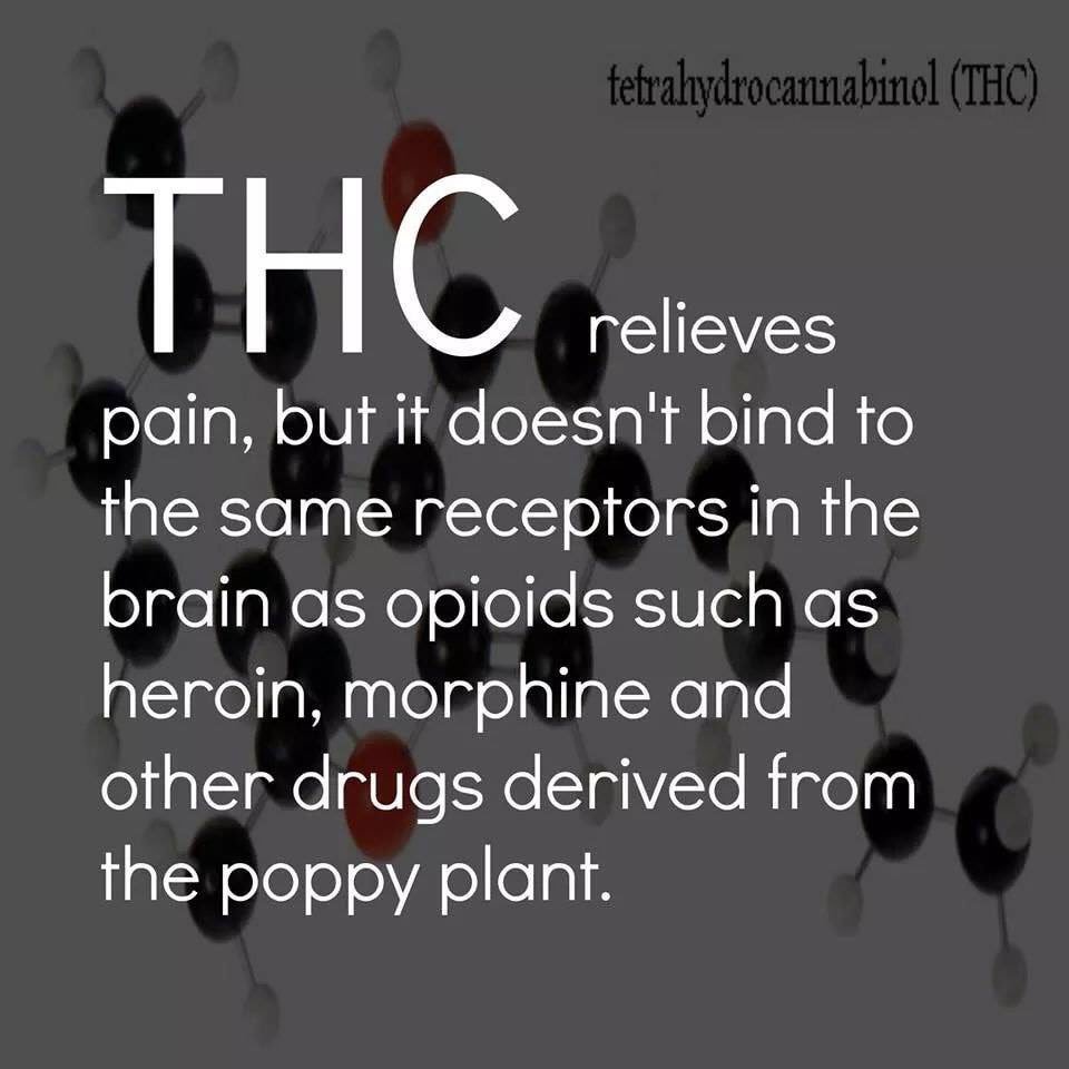 eddiecoder's tweet photo. #cbd #cbdedu #thc #cannabis https://t.co/s6eW06bvDp