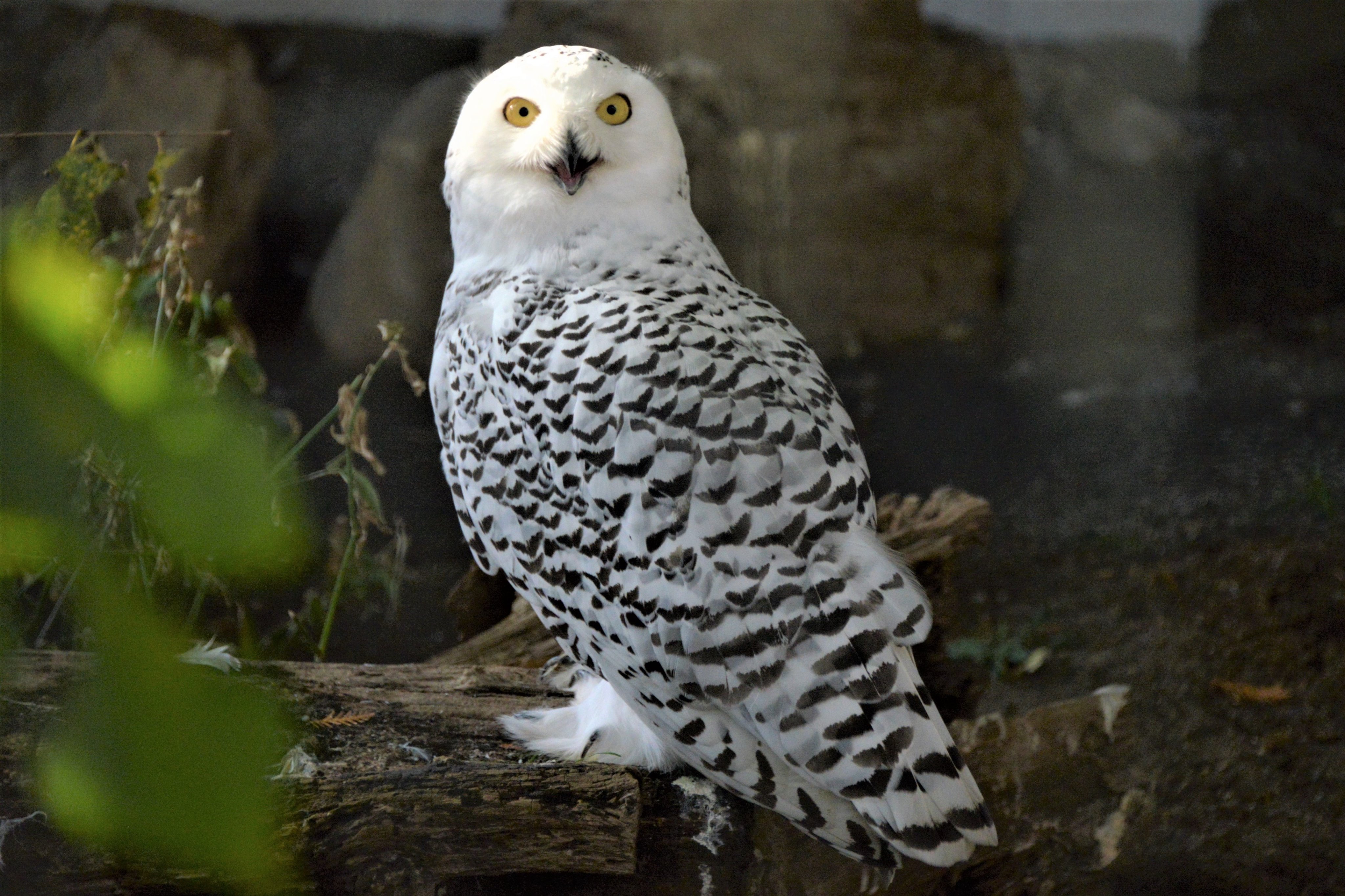 札幌市円山動物園 公式 Twitterren 寒さに強い動物その５ シロフクロウです 北極圏に生息しており 冬の南下する時期には北海道でも目撃されることがあるそうです 細かい縞模様があるほうがメス 真っ白いのは成熟したオスです 若鳥には縞模様が残って