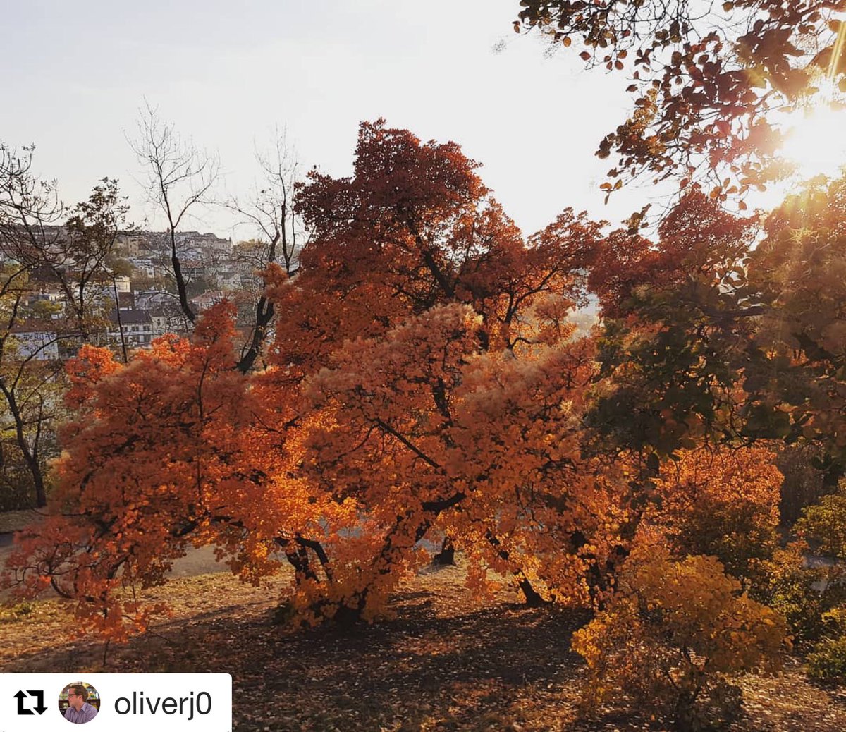 UCLSSEES's tweet photo. Brightening up Monday with this beautiful autumnal photo from @OliverJ0, current #IMESS student on the second year abroad in Prague. Find out more about our unique two year programme: https://t.co/3nb4wv0Qs3 https://t.co/s5SCysax1D