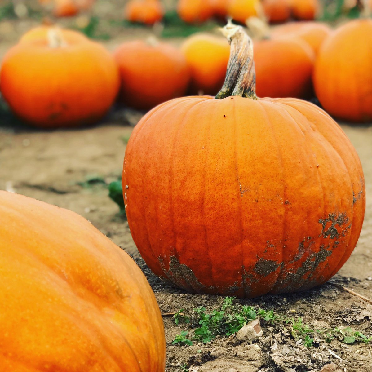 Many thanks to all who came at the weekend. Don’t forget the pumpkin patch will be staying open today, tomorrow and on Halloween for pumpkin picking only. 🎃🎃🎃