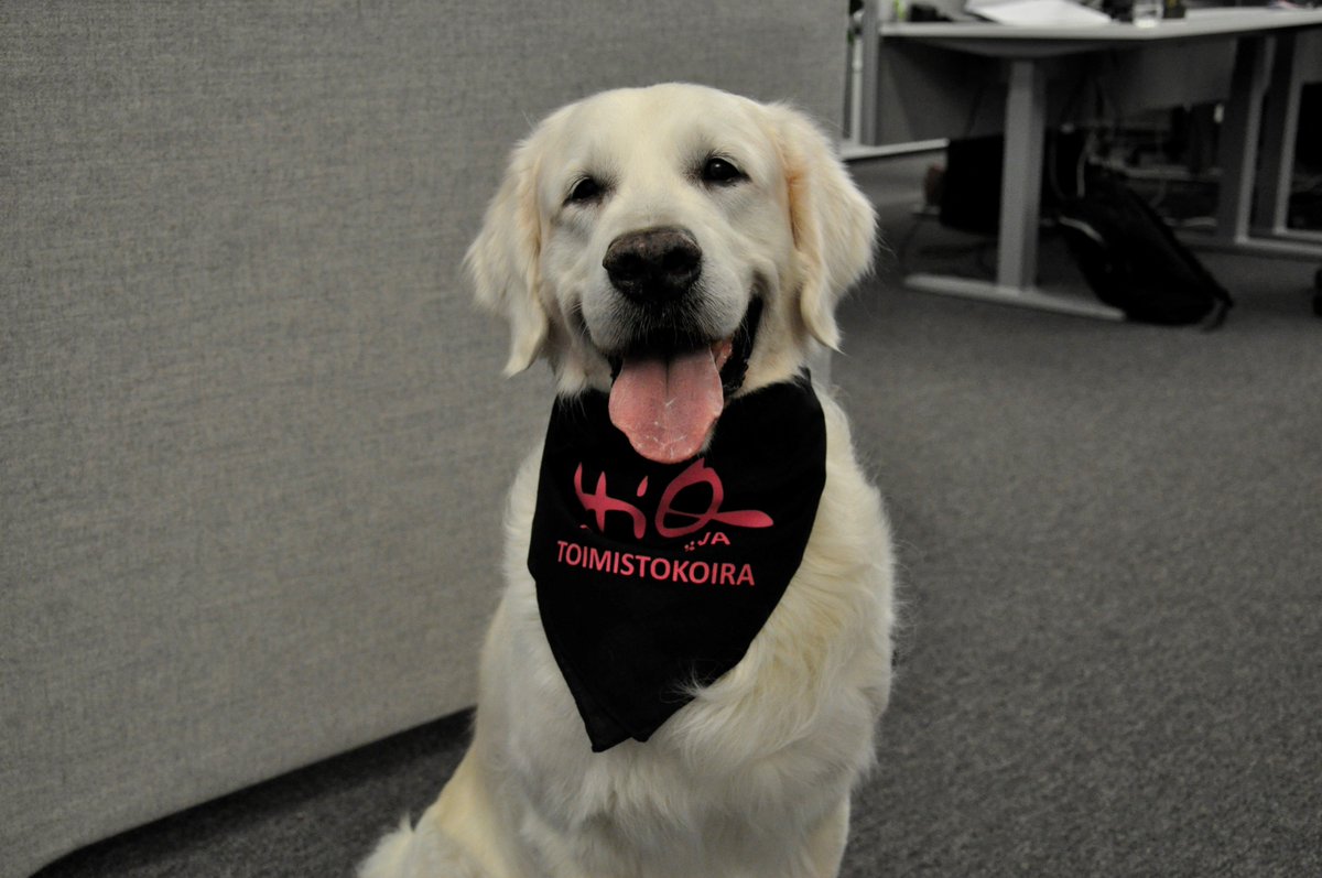 LeilaHeijola's tweet photo. Tänään on toimistokoiran työpäivä
Kokenut toimistokoira, kultainennoutaja Onni, kertoo työpäivästään HiQ:lla.
#officedog #dogsofhiq #hiqdog #toimistokoira
https://t.co/Sc9Nk21WoR https://t.co/eQnfd1MFWC