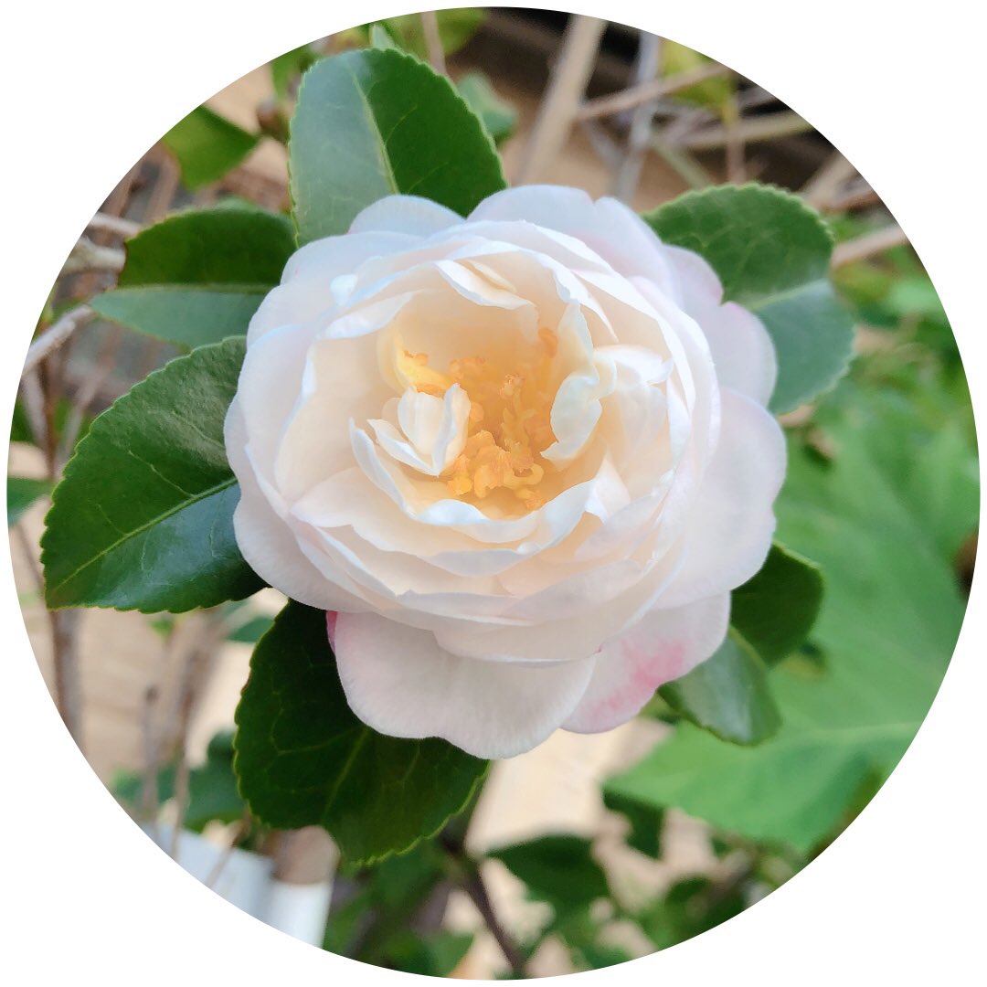 風月 Floral Moon Twitter