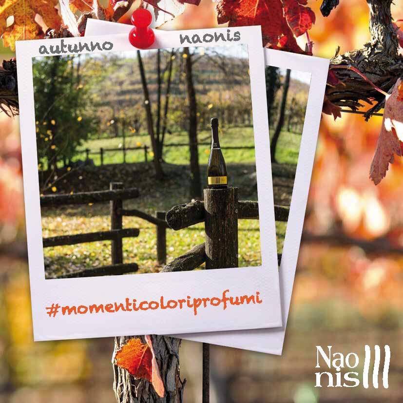 ViniLaDelizia's tweet photo. Atmosfere d’Autunno 🍂
#Naonis #momenticoloriprofumi #Ribolla #vino #Friuli https://t.co/VO0VBgWzqD