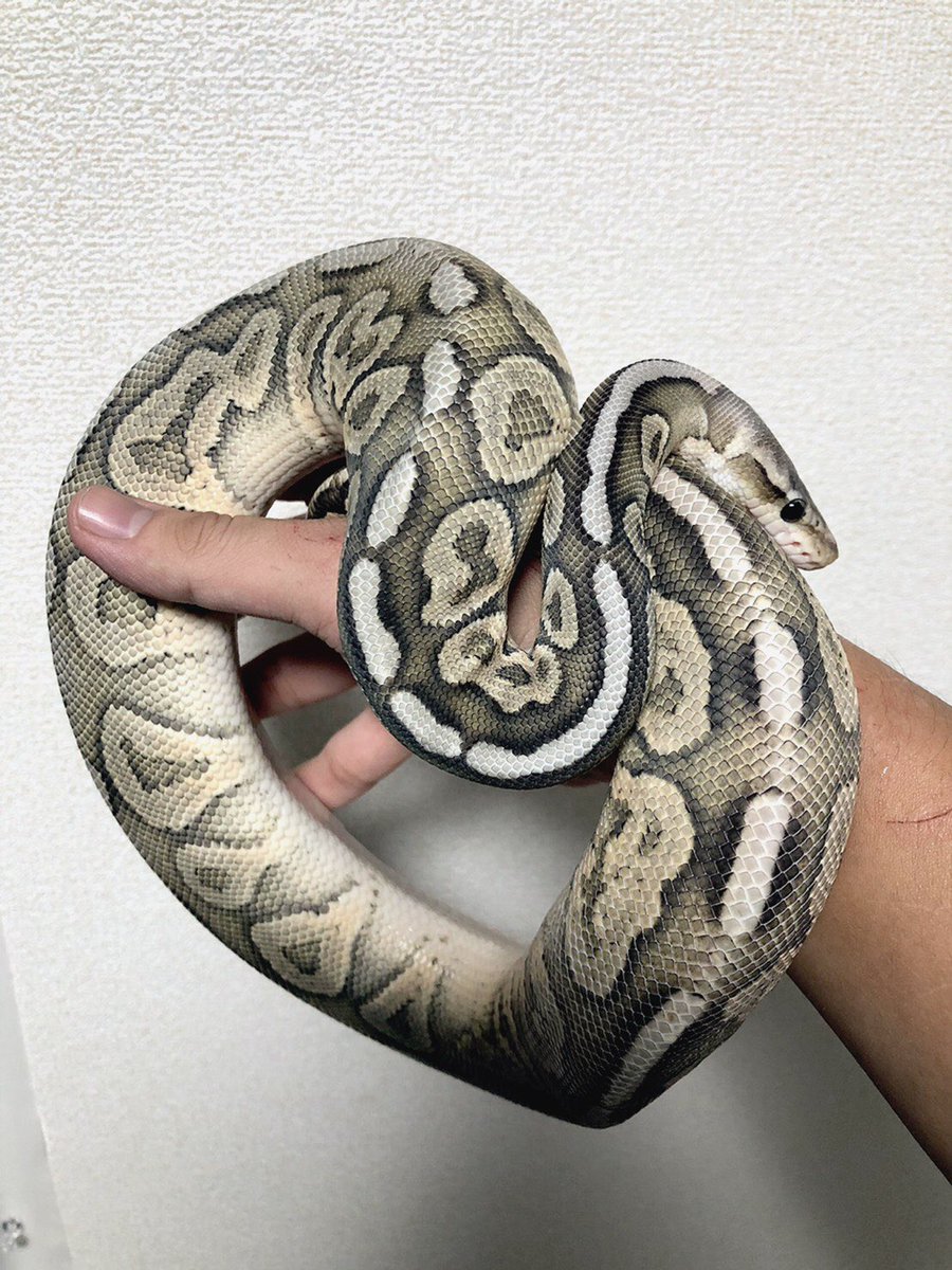 Twitter पर ペットbrand 買取 販売 ホテル 公式 ボールパイソン シナモンゴースト入荷しました