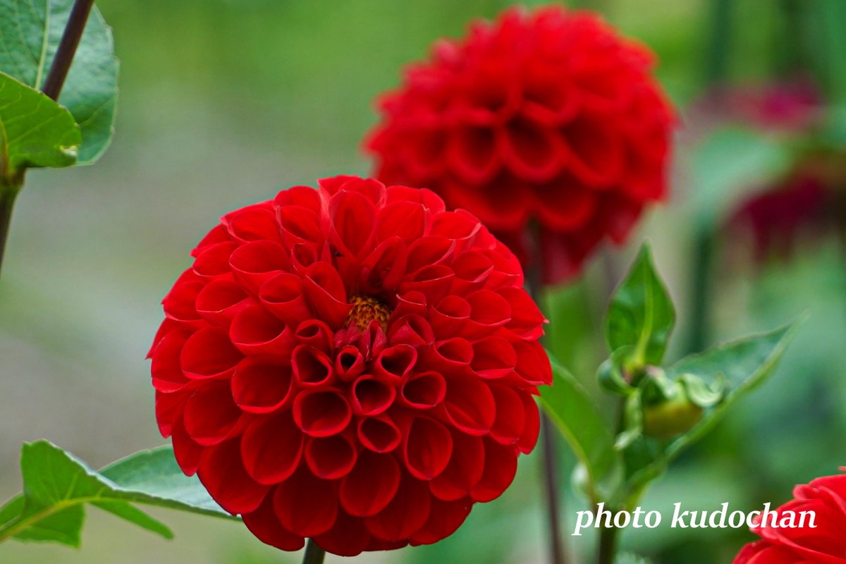 Kudochan 真っ赤なダリア 蛍火 ポンポン咲きのダリアにボール咲きのダリア 花の中のハートを見つけるのも楽しみです ダリア 花が好き 写真が好き