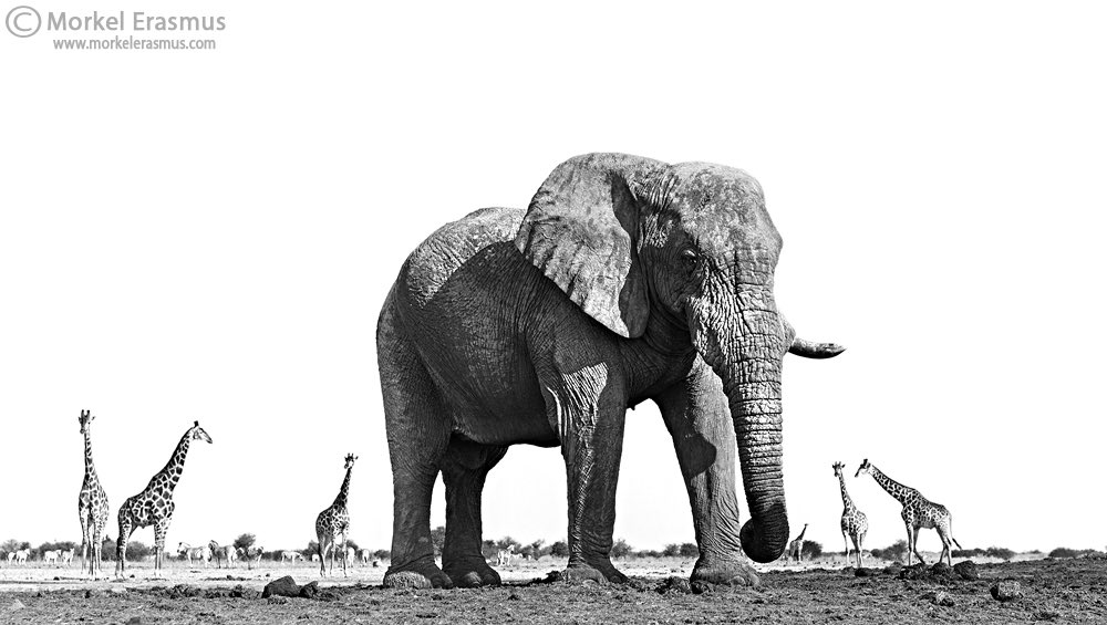 Lekrom's tweet photo. “Giants of Etosha”
Newly processed #limitededition #fineart #print for my collection. Own your own piece of Africa, get in touch by mailing prints@morkelerasmus.com 
_________________
#Etosha #wildlifephotography #elephant #giraffe https://t.co/rCM3Htv8Fi