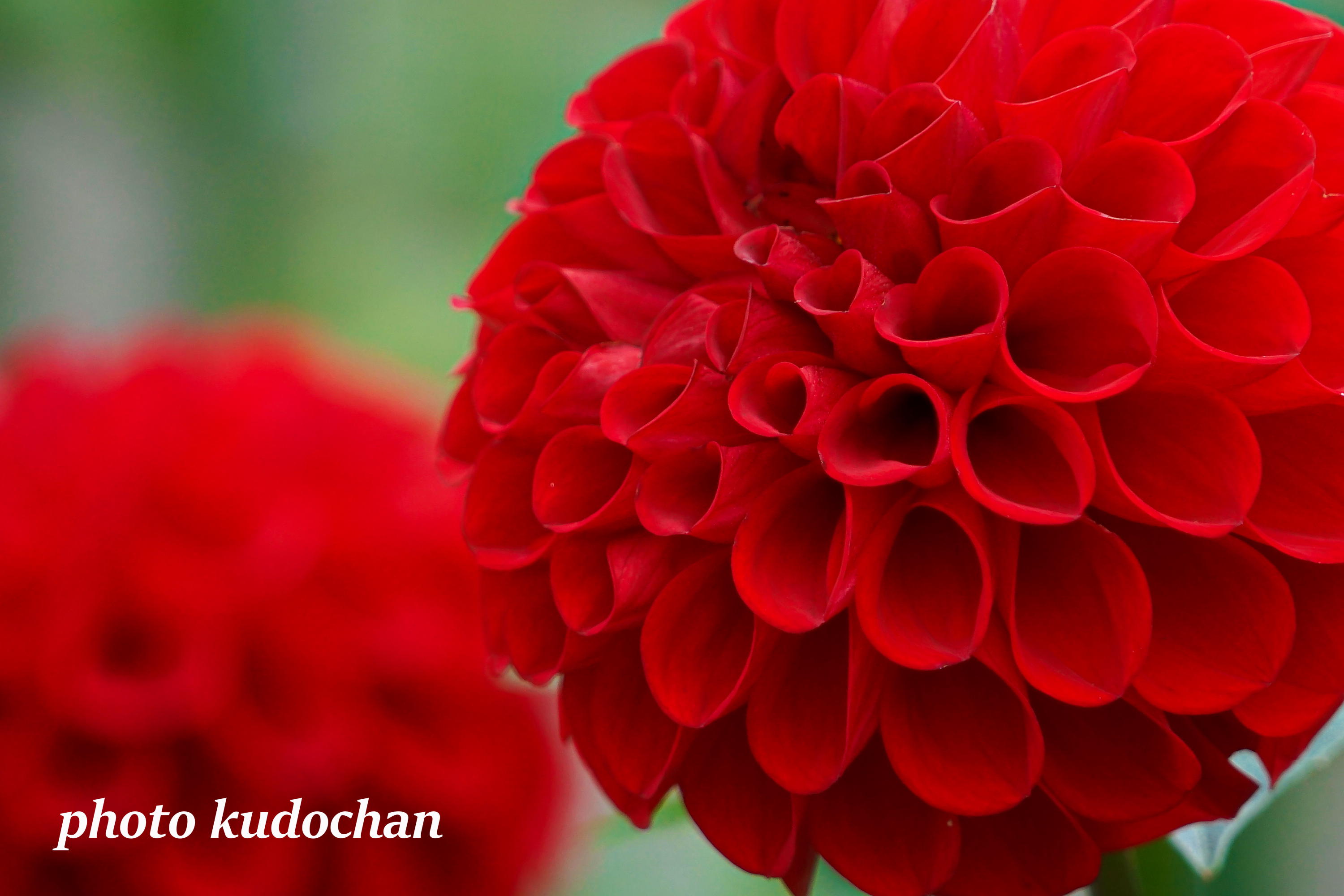 Kudochan En Twitter 真っ赤なダリア 蛍火 ポンポン咲きのダリアにボール咲きのダリア 花の中のハートを見つけるのも楽しみです ダリア 花が好き 写真が好き T Co Asklzznfm0 Twitter