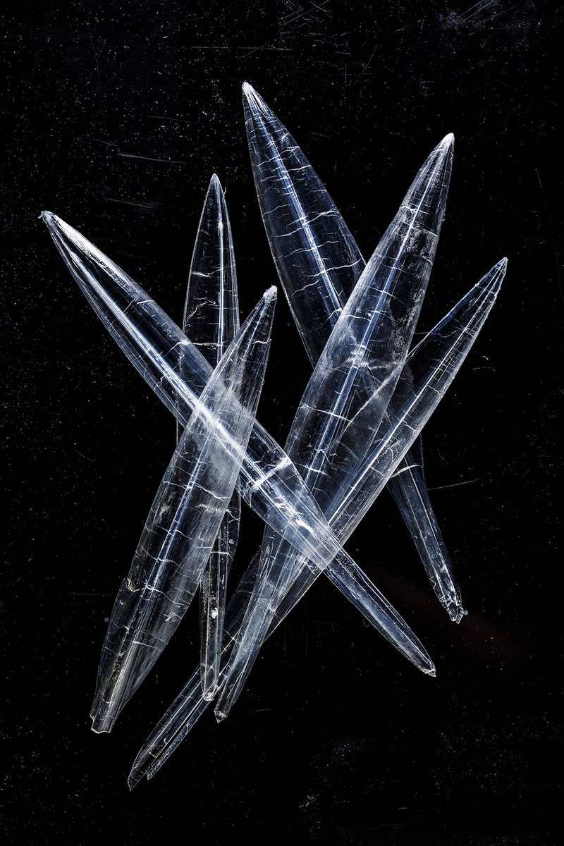 Vinderfoto: Dette smukke foto af torpedoformede blæksprutters rygskjold har vundet kategorien "Makro" ved Art in Science på <a href="/koebenhavns/">@koebenhavns_uni</a> . Fotograf Jonas Drotner Mouritsen + professor i gastrofysik Ole G. Mouritsen. #smagforlivet #blækspruttebanden #artinscience #dkvid