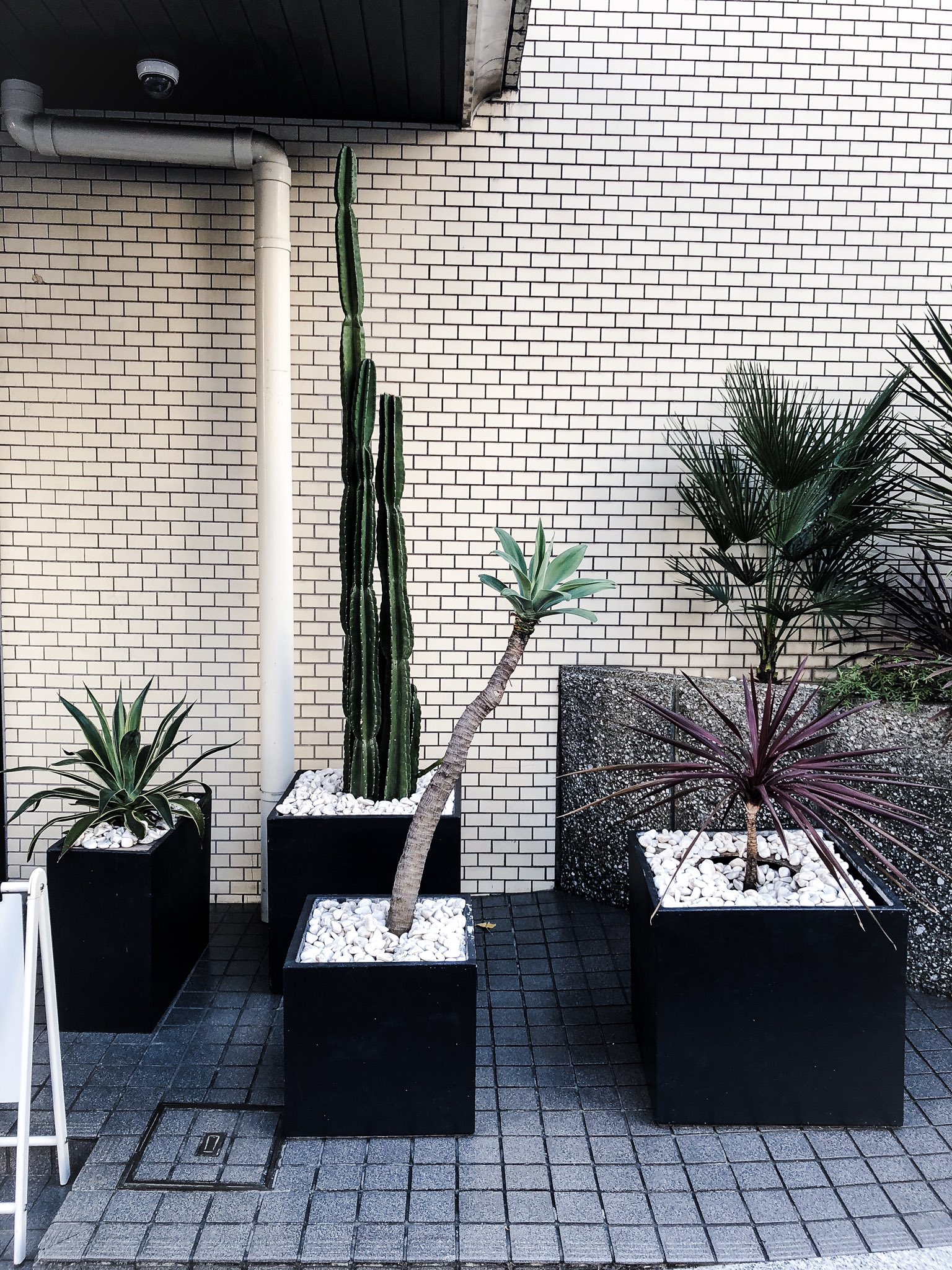 Tetsuro Oh No 代官山アメリヴィンテージの前 街角プランツ Cactus Succlents Yucca Agave Cordyline Plants Botanical サボテン 多肉植物 ユッカ アテナータ コルディリネ 植物 プランター 観葉植物 T Co Tzp9snt3r9 Twitter