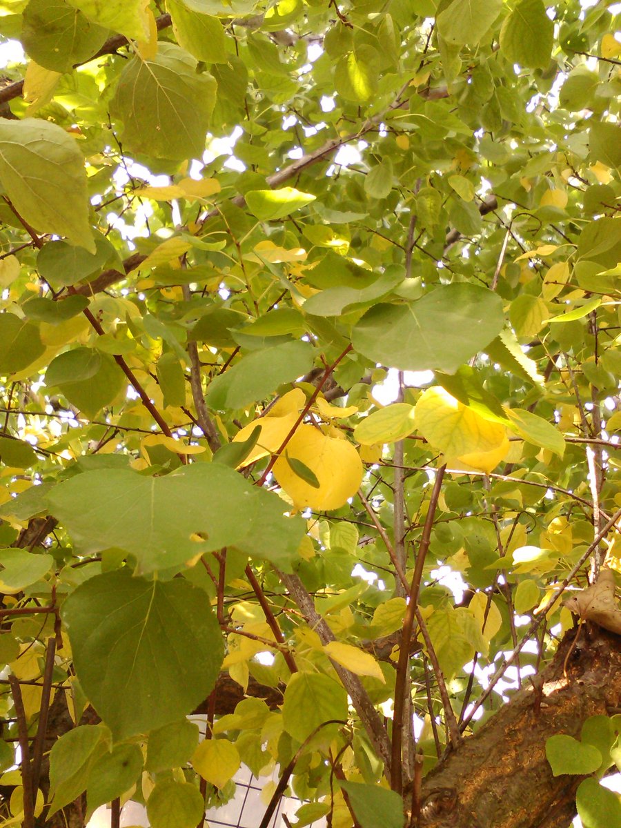 vasy13ionela's tweet photo. #20181029 , #tree , #apricottree , #leaves , #rustyleaves , #brickleaves , #reddishleaves , #leavesofbrass , #coppercolored , #brown , #green , #sky , #bluesky , #autumn , #fall , #nature #π³ #π #π #π #π· #π #β https://t.co/2HAAwHBuDF