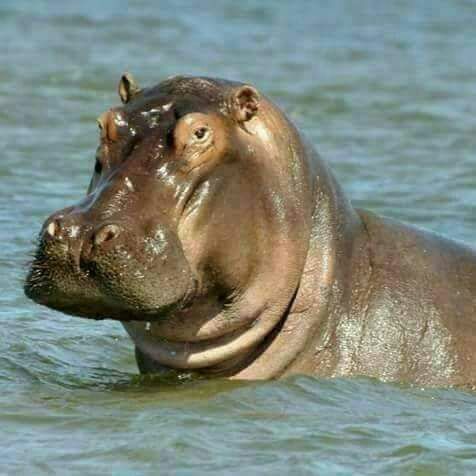 Ooh that's the hippo amazing how big he is as a indeed in the other hand I used to visit with my lovely family