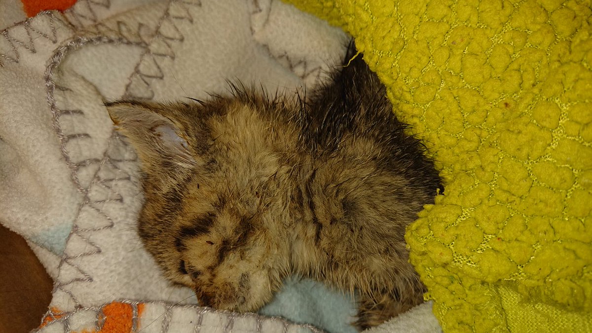 MacjaHisa's tweet photo. [OD MRTVIH VSTALA] Včeraj so nam najditelji prinesli trupelce mucka, za katerega se je ob sprejemu izkazalo, da je sicer brez znakov življenja, vendar še živ. Osebje našega zavetišča se je še celo noč borilo za preživetje te male kepe, rezultat pa je jasno viden na fotkah 💖 https://t.co/8l6bv4ZPmv