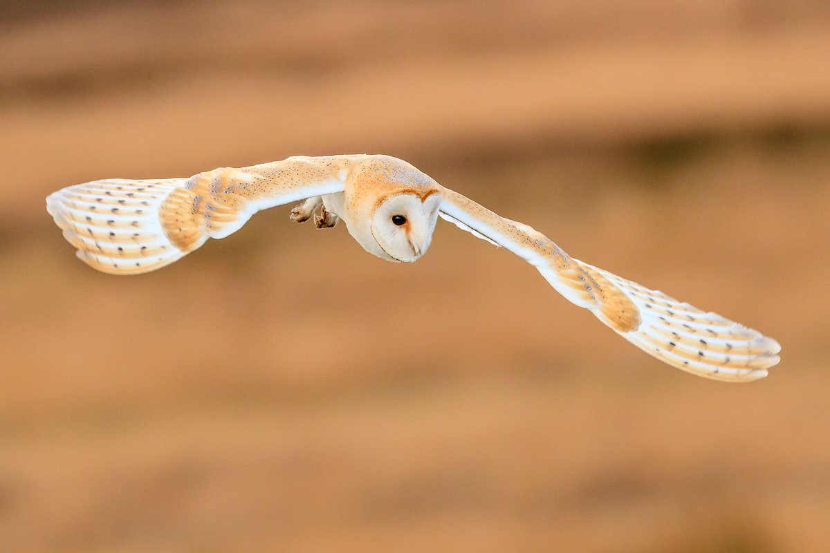 This Barn Owl late Sunday afternoon saved you all from a landscape image!!! @wextweets #WexMondays #sharemondays2018 #fsprintmonday