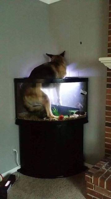 andyoconnor7's tweet photo. German shepherd free to a good home. Just come and collect the bastard https://t.co/mMjjSHWN2y