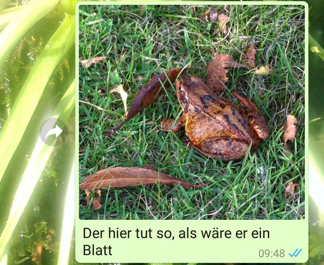 DasRuedi's tweet image. #Frogcontent