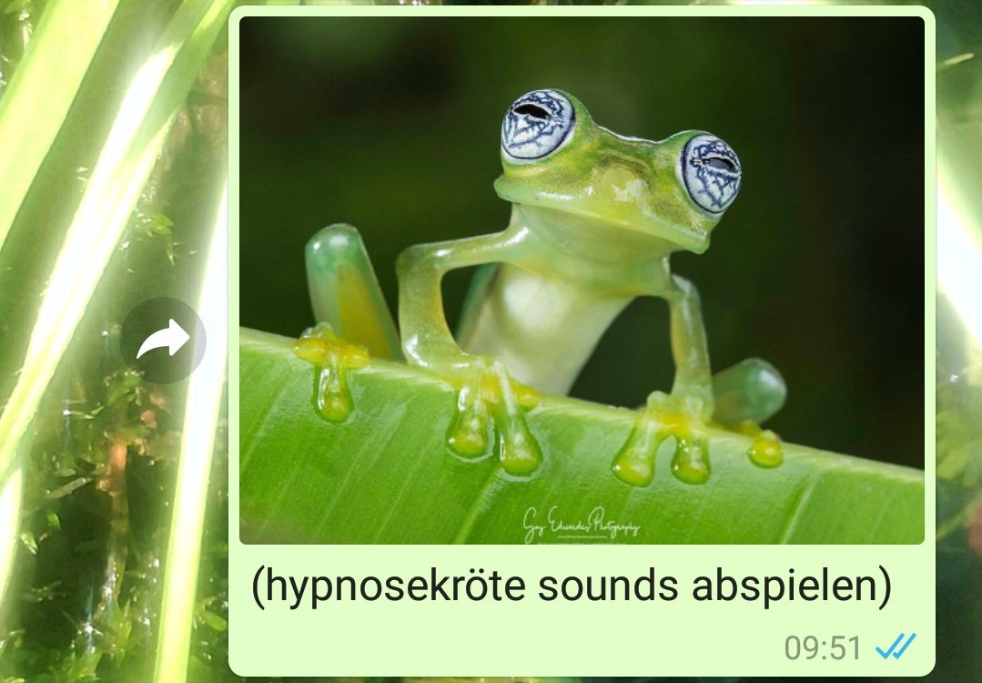 DasRuedi's tweet image. #Frogcontent