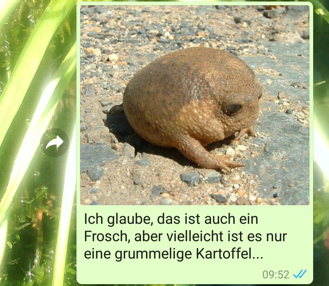 DasRuedi's tweet image. #Frogcontent