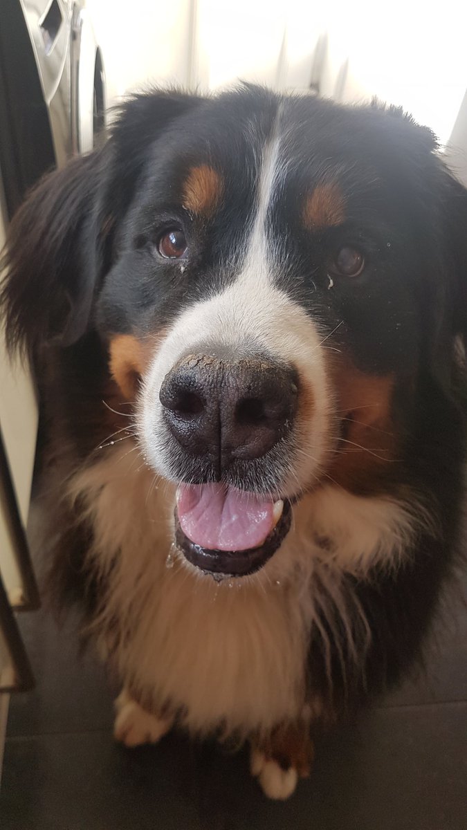 To treat or not to treat is never the question #shakespeare #bernesemountaindog #bernesemountaindoglovers #dogfriendly #dogs #dog #dogdays #dogdaysofautumn #doglovers #doglover #dogwalker #dogwalking #dogwalk #mansbestfriend #dogsarelife #MondayMotivation