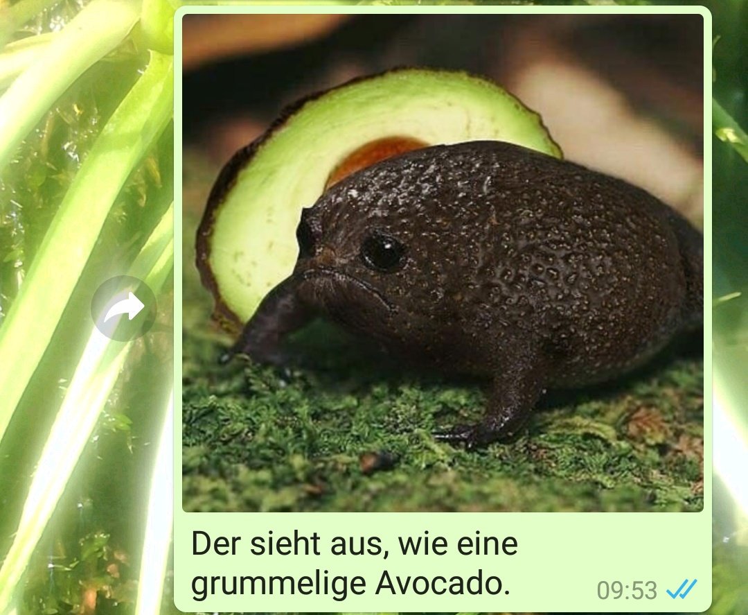 DasRuedi's tweet image. #Frogcontent