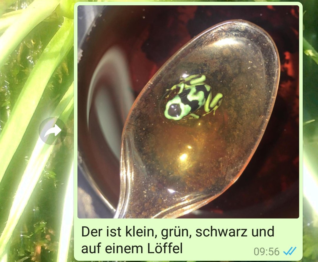 DasRuedi's tweet image. #Frogcontent