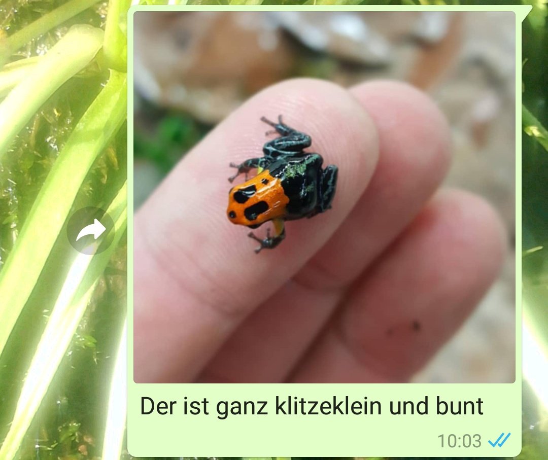 DasRuedi's tweet image. #Frogcontent