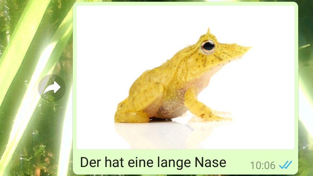 DasRuedi's tweet image. #Frogcontent