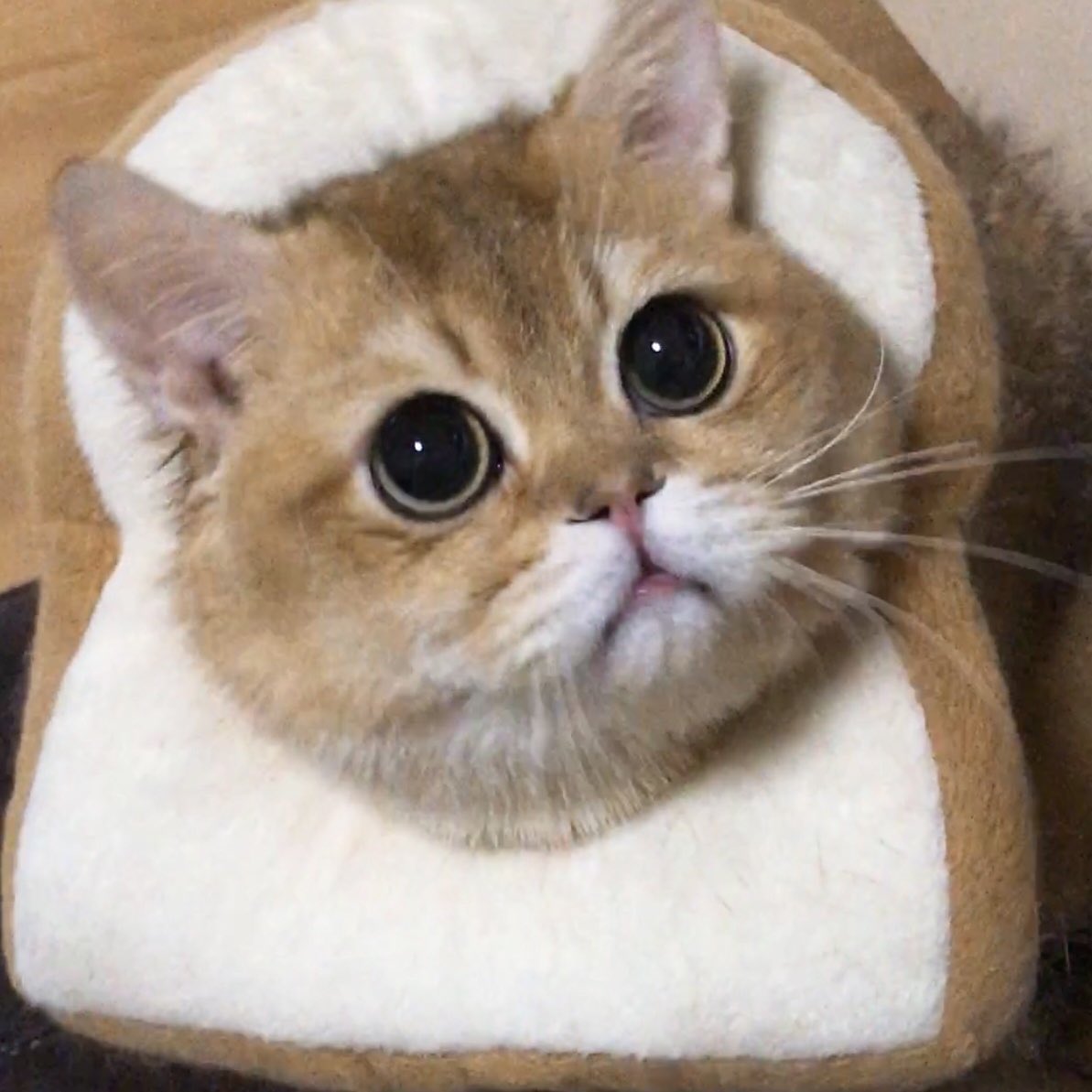 🍞 elvis 🍞 tweet media