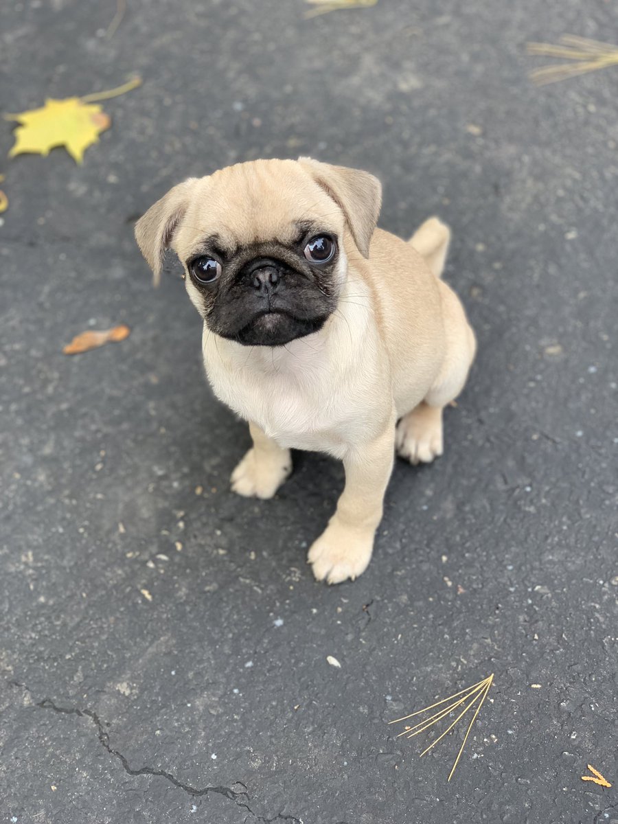 What Should I Feed My 8 Week Old Pug Puppy