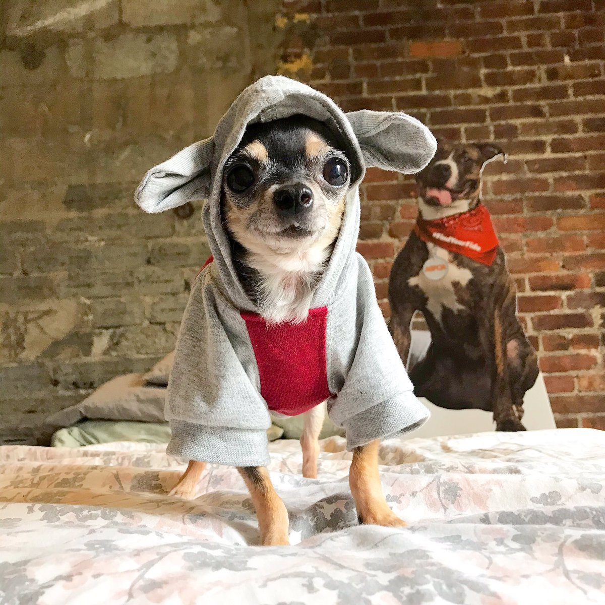 thelittlestjack's tweet photo. Help the @ASPCA spread awareness for dog adoption through their #FindYourFido campaign for Adopt A Shelter Dog Month! I was adopted from a shelter, you can find your own #LittlestJack too! https://t.co/AoSJAL3HCH https://t.co/k7xW6UGwvj