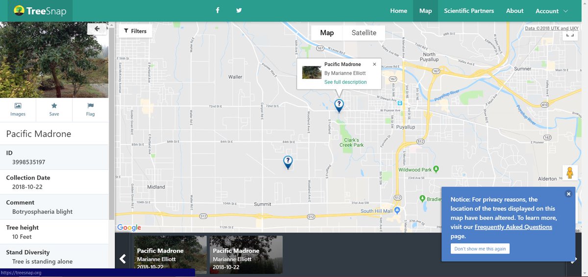 Madrone is the 1st Western tree on <a href="/Treesnapapp/">TreeSnap</a>! Tag those trees in your neighborhood now with friends and family on a #treesnapping adventure.   greenseattle.org/madrone-is-1st…