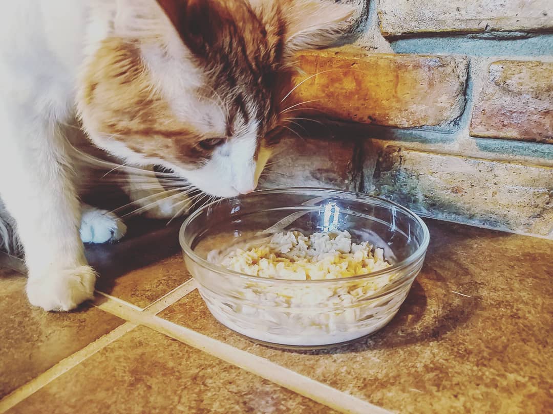 FishJennies's tweet image. Happy #NationalOatmealDay and #NationalCatDay! Humans are not the only ones who love oatmeal.
What's your favorite type of oatmeal?