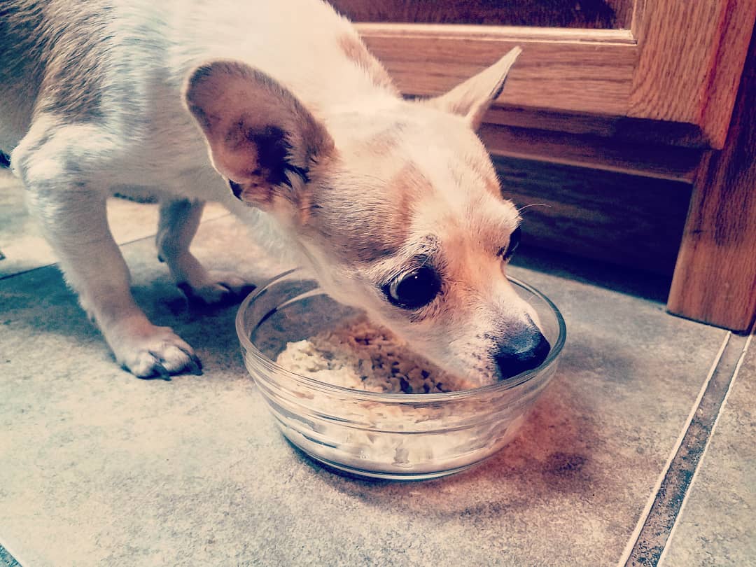 FishJennies's tweet image. Happy #NationalOatmealDay and #NationalCatDay! Humans are not the only ones who love oatmeal.
What's your favorite type of oatmeal?