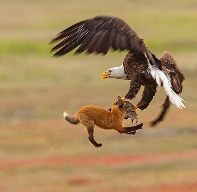 Dqr91F2U4AAOIrM.jpg:large