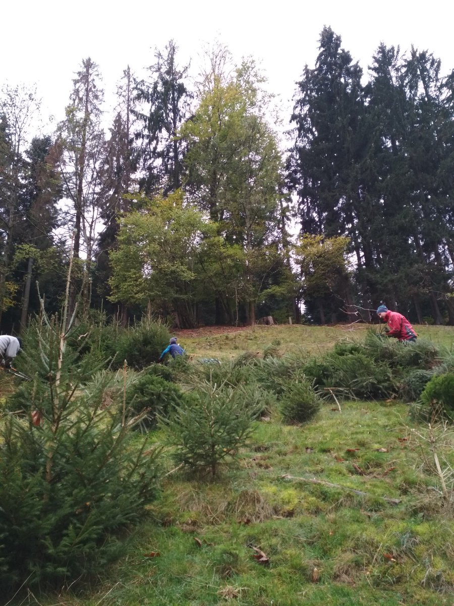 bergwaldprojekt's tweet photo. Bei 94% #Bewaldung auf der Gemarkung Forbach im #Nordschwarzwald sind Freiflächen eher Seltenheit. Der Wald würde auch den Rest sukzessive zurückerobern. Wenn also noch bisschen #Offenland für bestimmte Arten bleiben soll: Hand anlegen! https://t.co/ZrUxZsBEkh