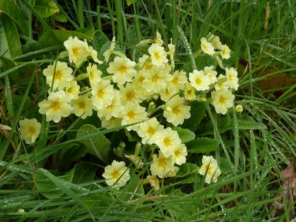 According to Irish mythology, the warrior Nera disappeared into Tír na nÓg at  #Samhain, the beginning of winter, yet returned bearing summer flowers: wild garlic, golden fern, & primroses (Sabhaircín in Irish. Mine shown), to convince Medb & Aillil of where he'd been!  #Halloween