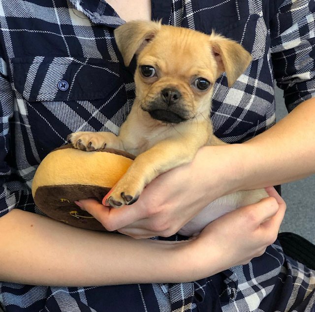 An office pet can improve staff morale lbofficesolutions.wordpress.com/2018/10/29/an-…