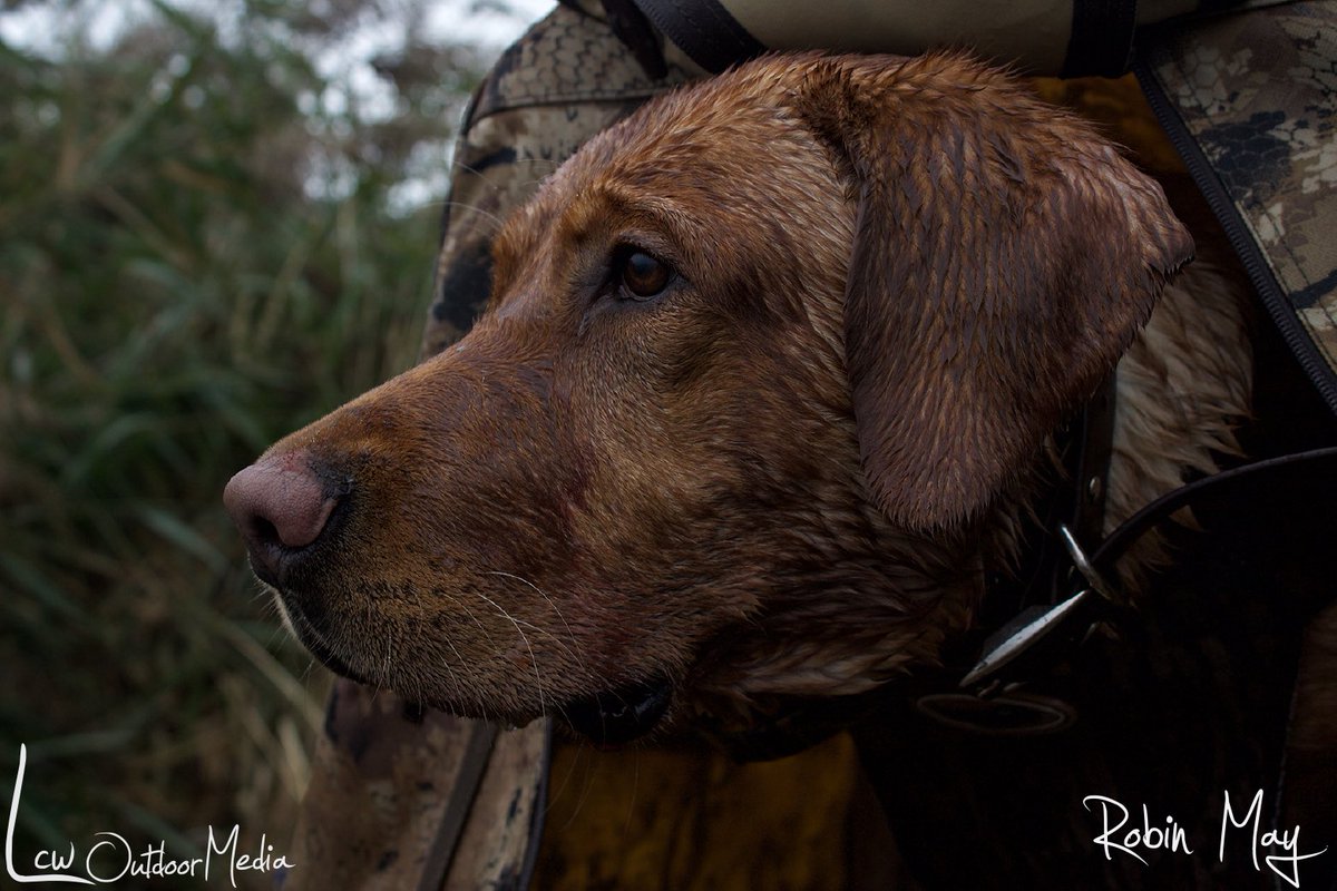 LCWaterfowl's tweet photo. A good bird dog just makes Monday better. Calโs with that letโs get after it look !!!
Photo credit ๐ธ @robinjustinemay
.
.
#lastcallwaterfowl #lcwoutdoormedia #makeeveryframecount #huntinglife #outdoorsphotography #dog #lab #birddog #huntingdog https://t.co/zr0vwUCCVh