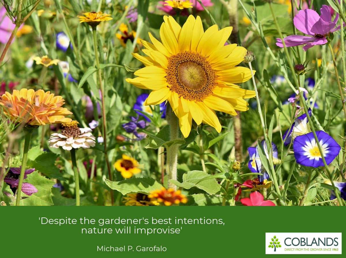 'Despite the gardener's best intentions, nature will improvise' Michael P. Garofalo #MondayMotivation