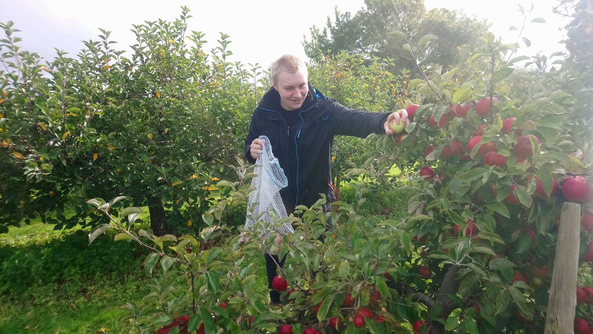 This young man is on his 8th #glean with us. He's an apple picking pro now & will be making a huge batch of apple sauce tonight. #ourbrightfuture #owningit #NoFRUITleftbehind #foodwastewarriors