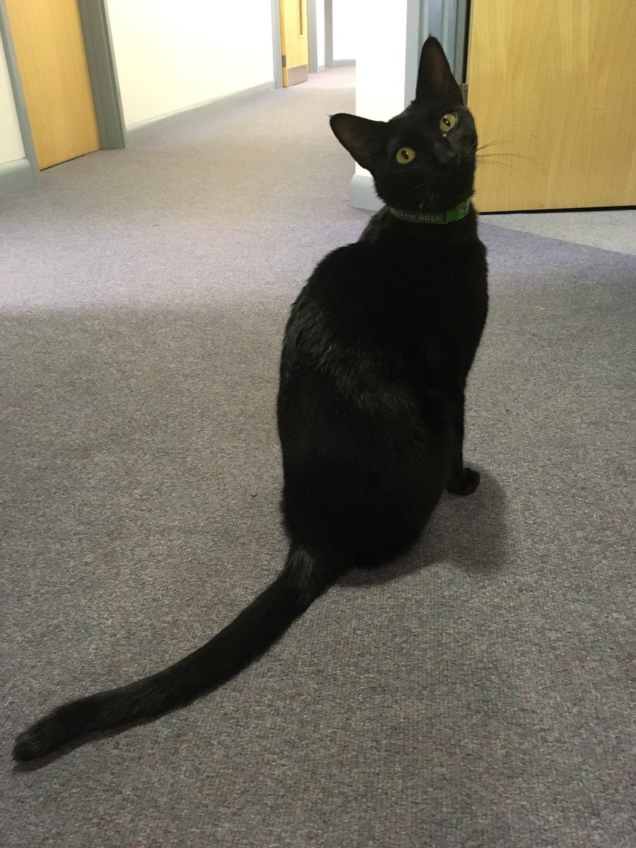 uniofwarwick's tweet image. It's the official #NationalCatDay today - but with this little guy on campus, it's always National Cat Day at Warwick!! #campussuperstar #campuscat  @RolfatWarwick - make sure to give him an extra wave or pet today!