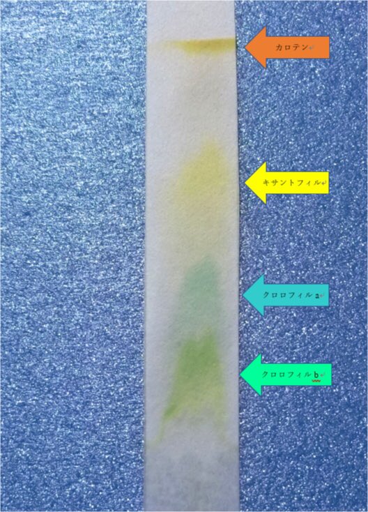 グラフィー は と クロマト ペーパー クロマトグラフィーの用紙は何がいいの？自由研究ならコレ！