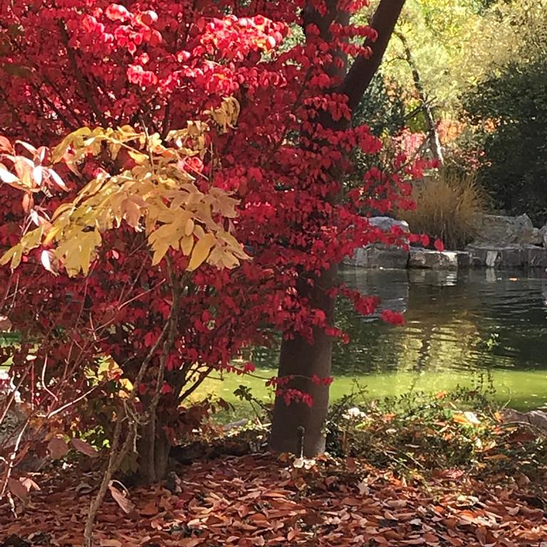 CookLonz's tweet image. Fall beauty is here. I had to share. #travel #nature #newmexico #beauty #traveling #GodsGreatestCreation