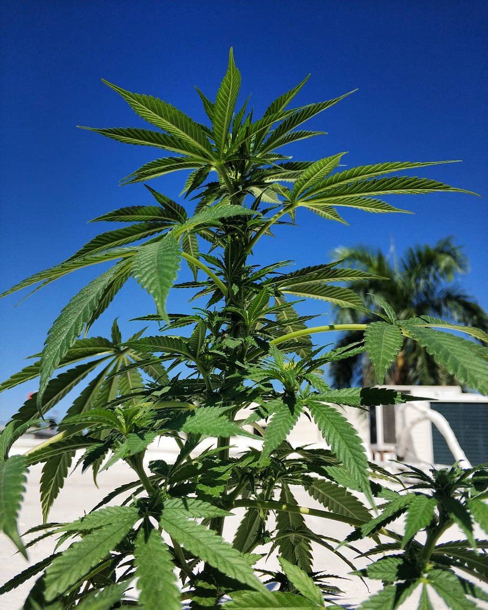 HighHeatExtract's tweet image. Cannabis, in some forms, can make for a healthy supplement for your pets. And for animals that are sick, or living with chronic pain, cannabis-based treats can offer some relief.

#cannabisculture #cbdoil #cbd #marijuananews #MarijuanaMovement
#marijuana #legalizeit