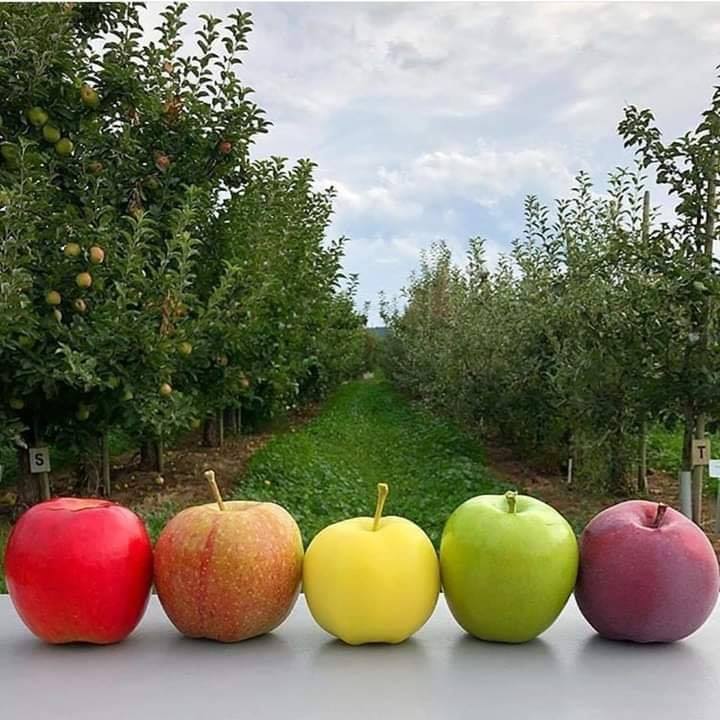 mangobaaz's tweet photo. Apples from Kashmir Pakistan 😍 https://t.co/rEyYOBGNss
