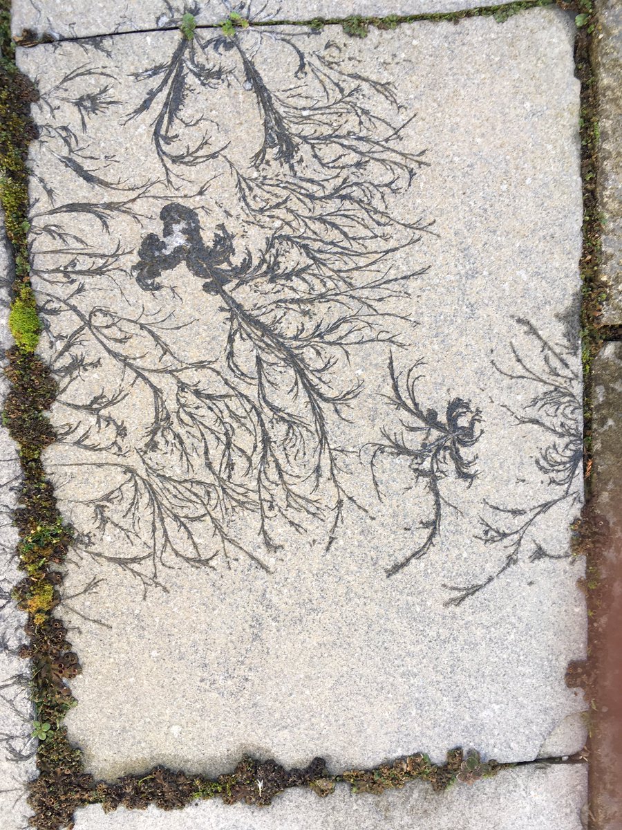 Hirculus's tweet image. Frost patterns on paving.