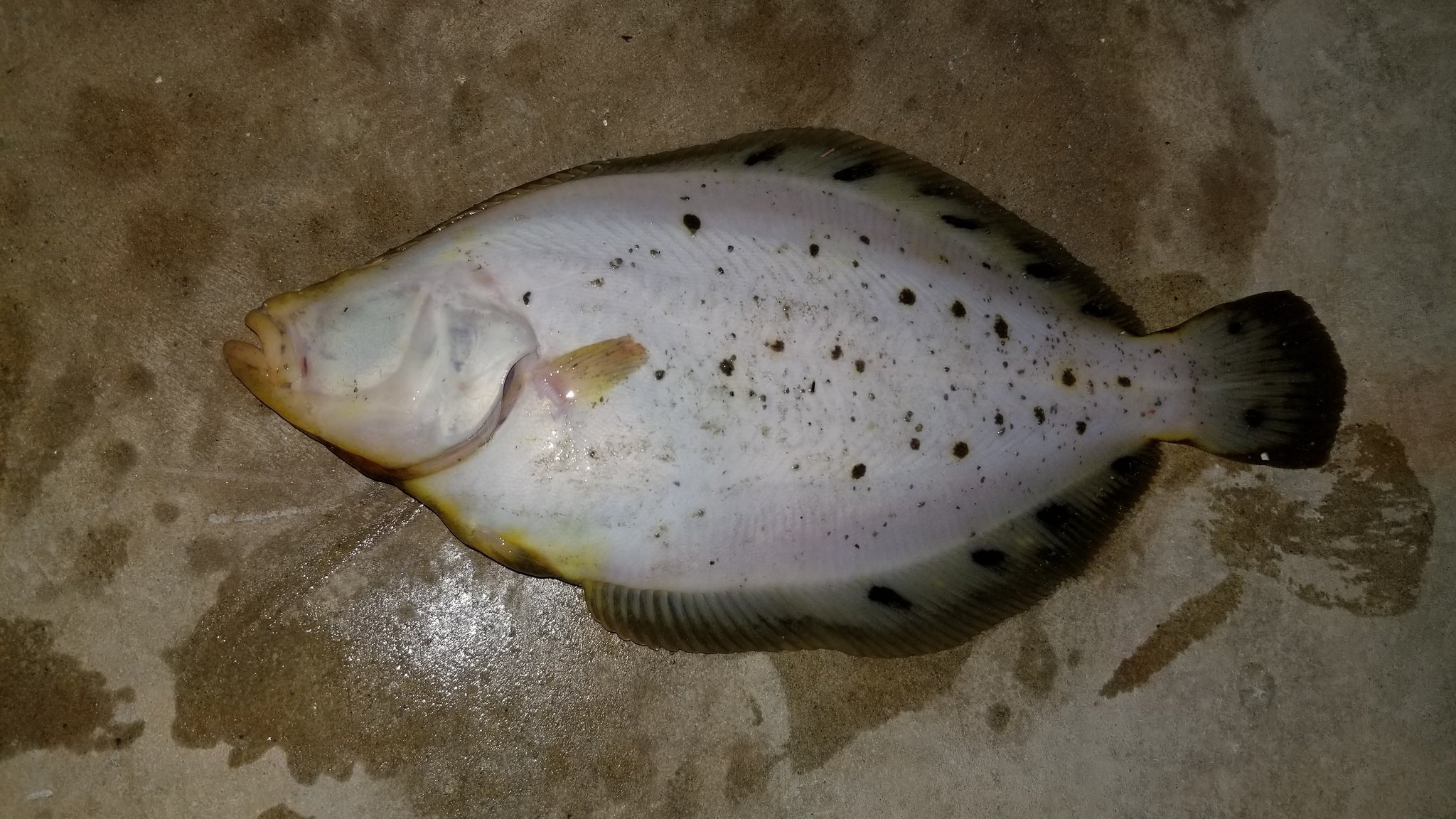 Vegayanma 珍しいのが釣れた たぶん高級魚のホシガレイかな ホシガレイ ロックマックス T Co Nlbefvbawt Twitter